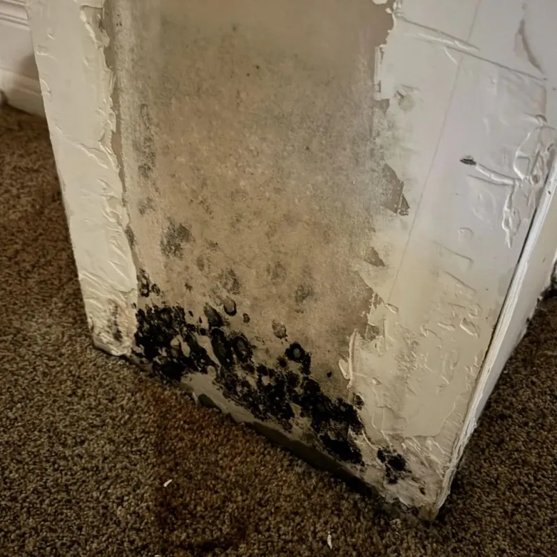 Professional Mold Removal in La Crosse, KS